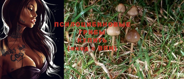 ГАЛЛЮЦИНОГЕННЫЕ ГРИБЫ Абаза